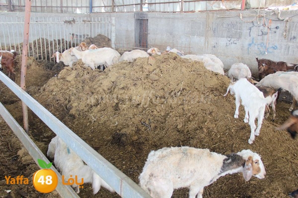 abo selmeiy 0528 (39).JPG